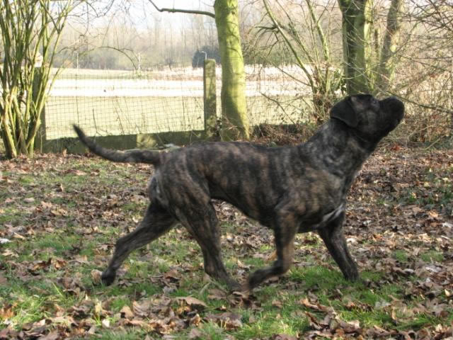 Publication : Dei Molossi D'eburon Auteur : Katja Chtuka