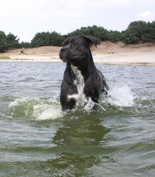 Publication : Dei Molossi D'eburon Auteur : Katja Chtuka