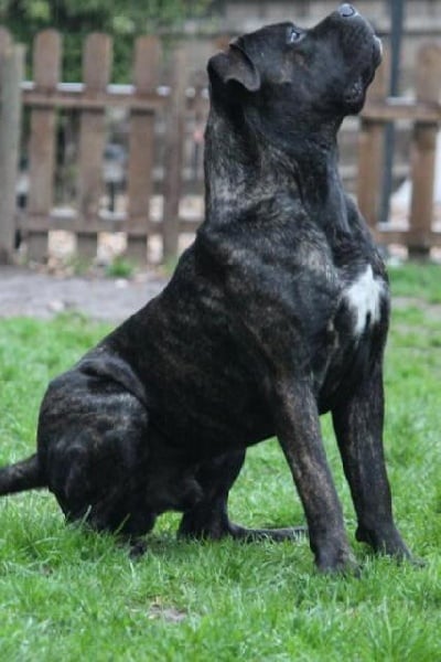 Publication : Dei Molossi D'eburon Auteur : Katja Chtuka