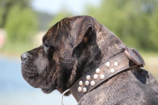 Publication : Dei Molossi D'eburon Auteur : Katja Chtuka