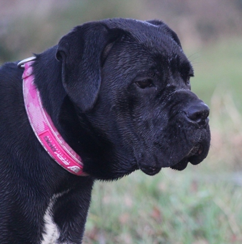 Publication : Dei Molossi D'eburon