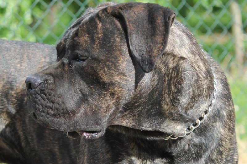 Publication : Dei Molossi D'eburon Auteur : Katja Chtuka