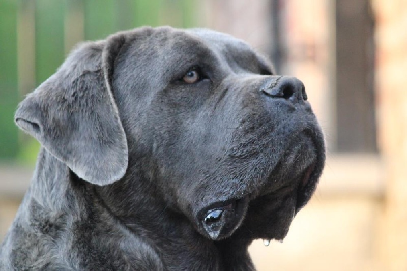 Publication : Dei Molossi D'eburon Auteur : Katja Chtuka