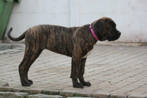 Publication : Dei Molossi D'eburon Auteur : Chtuka