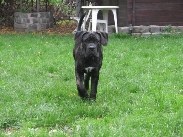 Publication : Dei Molossi D'eburon Auteur : Katja Chtuka