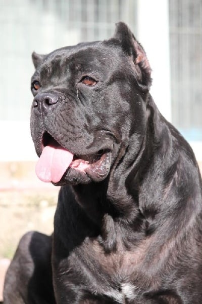 Publication : Dei Molossi D'eburon Auteur : Katja Chtuka