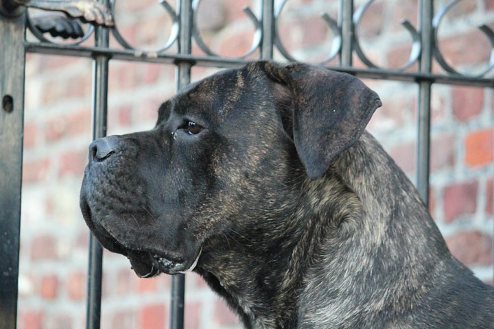 Publication : Dei Molossi D'eburon Auteur : Katja Chtuka