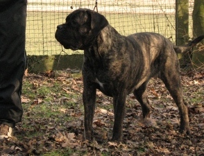 Publication : Dei Molossi D'eburon Auteur : Katja Chtuka