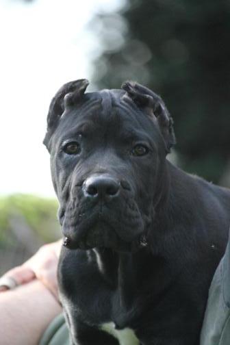 Publication : Dei Molossi D'eburon Auteur : Chtuka