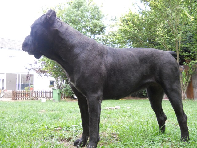 Publication : Dei Molossi D'eburon Auteur : Katja Chtuka