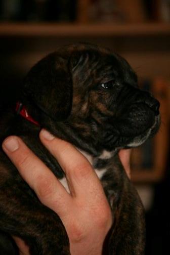 Publication : Dei Molossi D'eburon Auteur : Chtuka