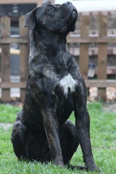 Publication : Dei Molossi D'eburon Auteur : Katja Chtuka