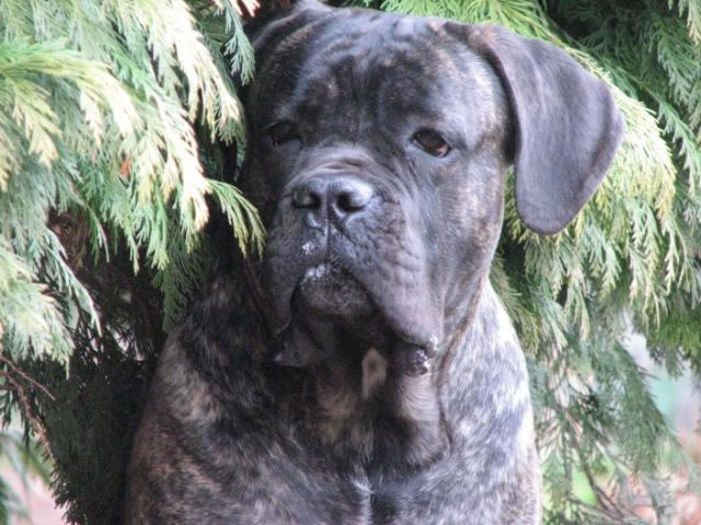 Publication : Dei Molossi D'eburon Auteur : Katja Chtuka