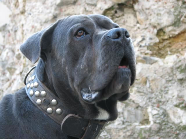 Publication : Dei Molossi D'eburon Auteur : Katja Chtuka