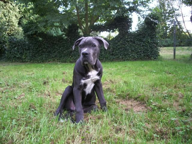 Publication : Dei Molossi D'eburon Auteur : Katja Chtuka