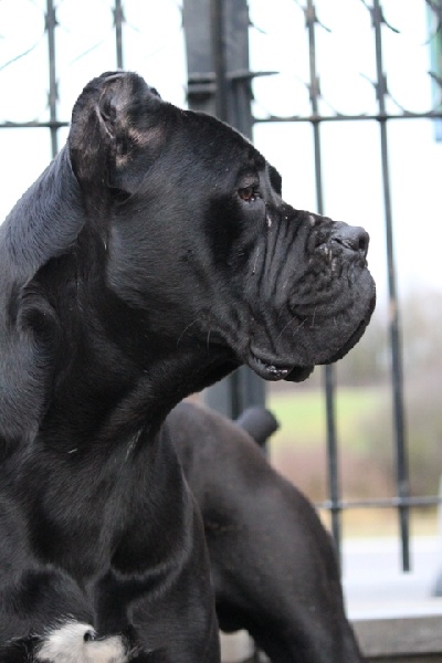 Publication : Dei Molossi D'eburon Auteur : Chtuka