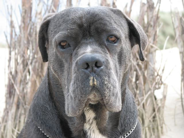 Publication : Dei Molossi D'eburon Auteur : Katja Chtuka