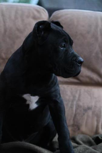 Publication : Dei Molossi D'eburon Auteur : Chtuka