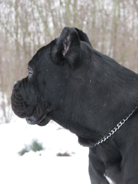 Publication : Dei Molossi D'eburon Auteur : Katja Chtuka