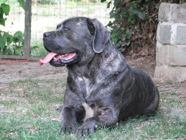 Publication : Dei Molossi D'eburon Auteur : Katja Chtuka