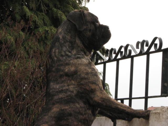 Publication : Dei Molossi D'eburon Auteur : Katja Chtuka