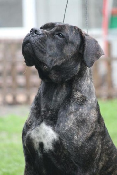 Publication : Dei Molossi D'eburon Auteur : Katja Chtuka