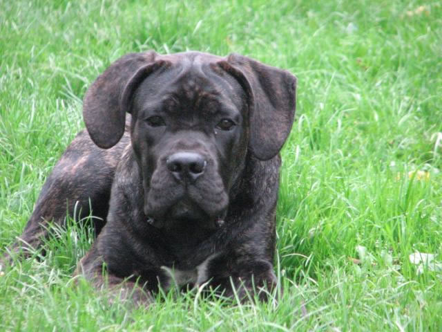 Publication : Dei Molossi D'eburon Auteur : Katja Chtuka