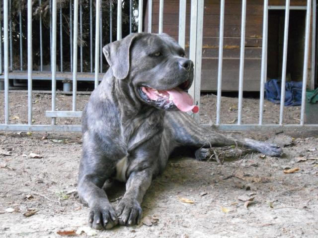 Publication : Dei Molossi D'eburon Auteur : Katja Chtuka