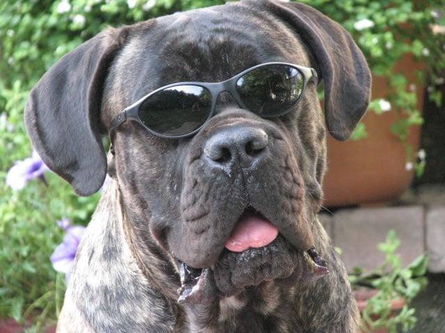 Publication : Dei Molossi D'eburon Auteur : Katja Chtuka