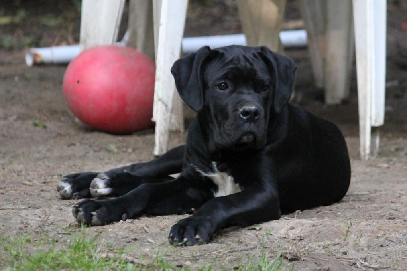 Publication : Dei Molossi D'eburon