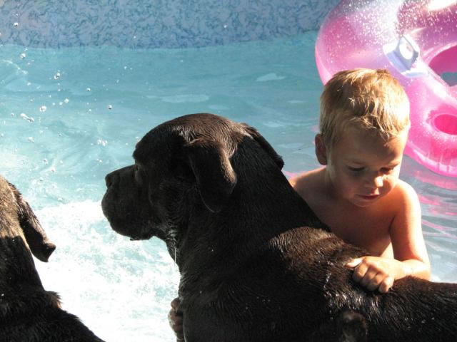 Publication : Dei Molossi D'eburon Auteur : Katja Chtuka