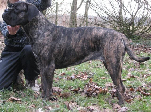 Publication : Dei Molossi D'eburon Auteur : Katja Chtuka