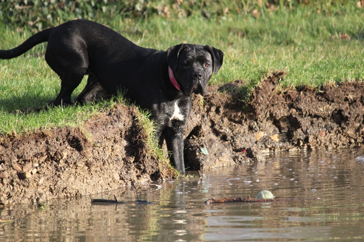 Publication : Dei Molossi D'eburon