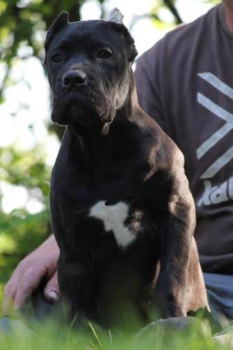 Publication : Dei Molossi D'eburon Auteur : Chtuka