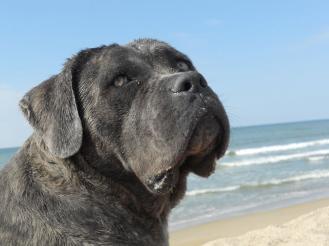 Publication : Dei Molossi D'eburon Auteur : Katja Chtuka