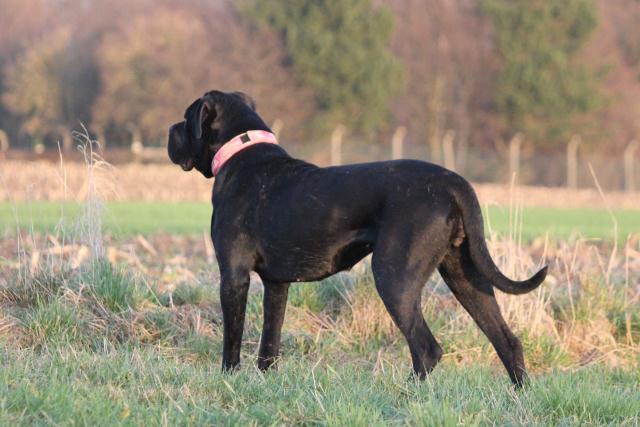 Publication : Dei Molossi D'eburon