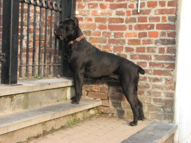 Publication : Dei Molossi D'eburon Auteur : Katja Chtuka