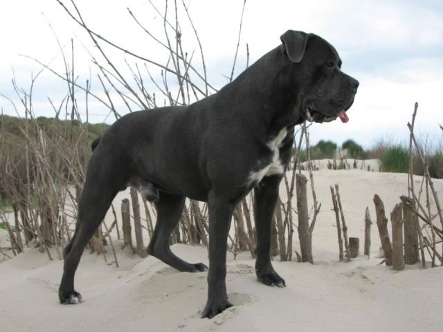 Publication : Dei Molossi D'eburon Auteur : Katja Chtuka