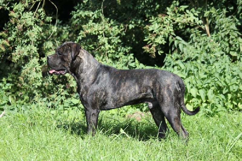 Publication : Dei Molossi D'eburon Auteur : Katja Chtuka