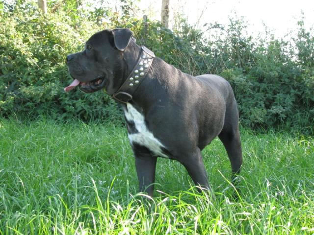 Publication : Dei Molossi D'eburon Auteur : Katja Chtuka