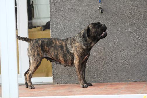 Publication : Dei Molossi D'eburon Auteur : Katja Chtuka