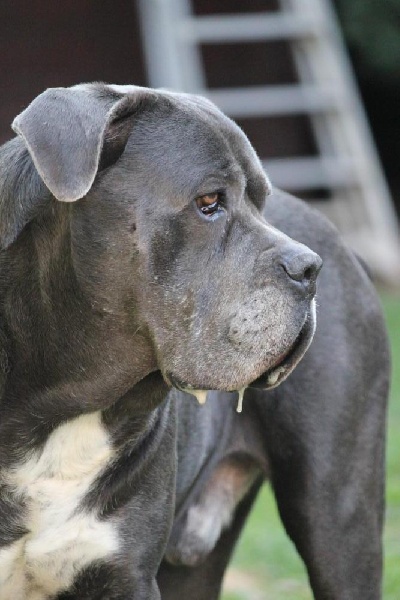 Publication : Dei Molossi D'eburon Auteur : Katja Chtuka