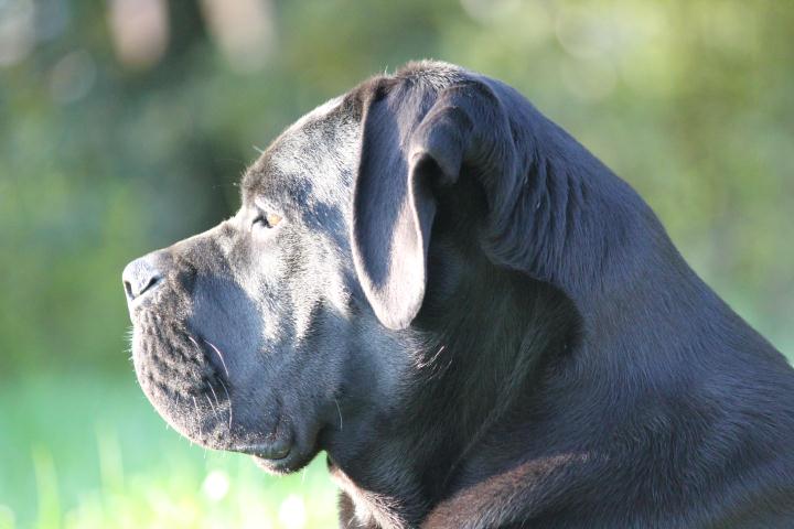 Publication : Dei Molossi D'eburon