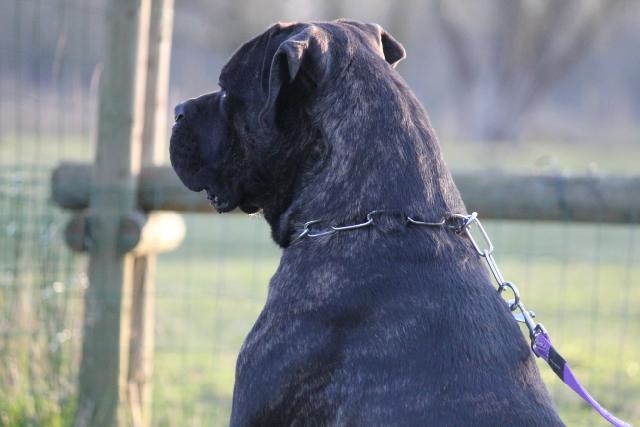 Publication : Dei Molossi D'eburon Auteur : Katja Chtuka