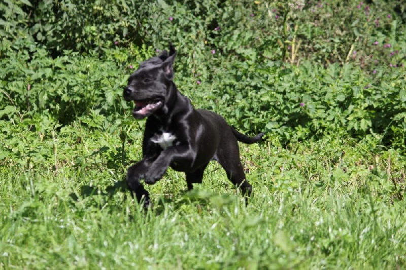 Publication : Dei Molossi D'eburon