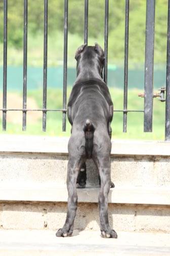 Publication : Dei Molossi D'eburon Auteur : Chtuka