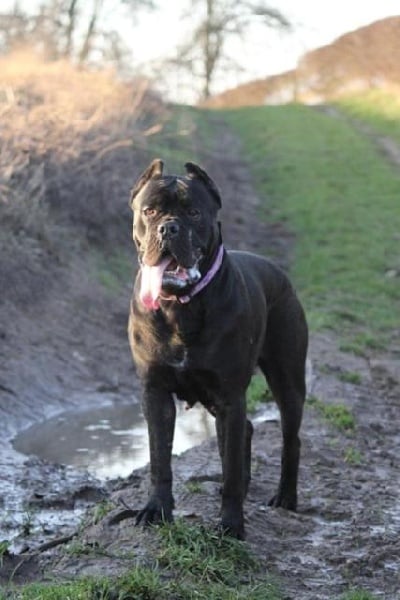 Publication : Dei Molossi D'eburon Auteur : Katja Chtuka