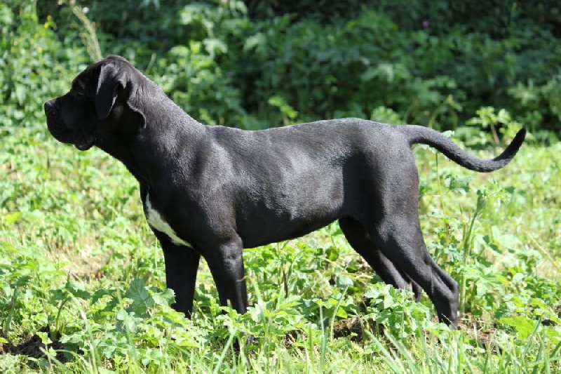 Publication : Dei Molossi D'eburon