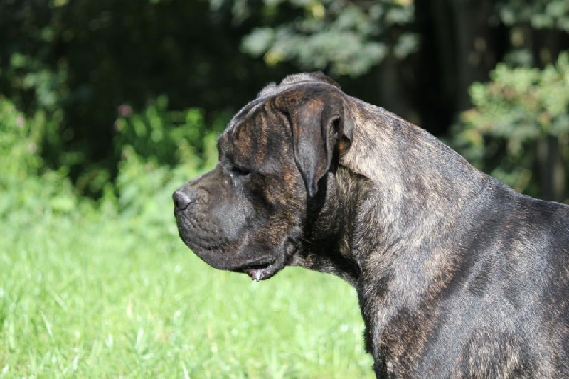 Publication : Dei Molossi D'eburon Auteur : Katja Chtuka