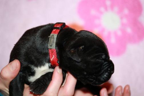 Publication : Dei Molossi D'eburon